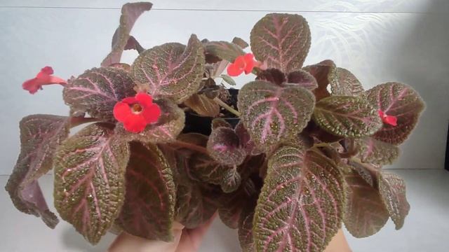 Эписция Dixie Dynamite. КРАСОТА БЕЗ СЛОВ... смотреть онлайн