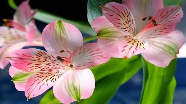 Alstroemeria flower (HD1080p) смотреть онлайн