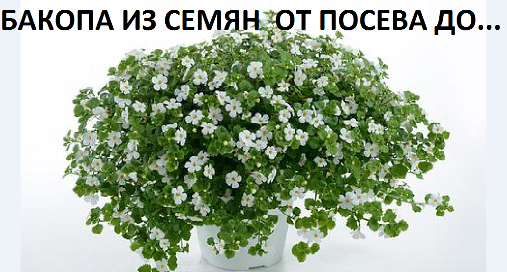 Бакопа от А до Я смотреть онлайн