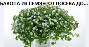 Бакопа от А до Я
