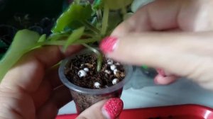 Детки фиалок./ Какие лучше выбросить, а за какие можно "побороться".