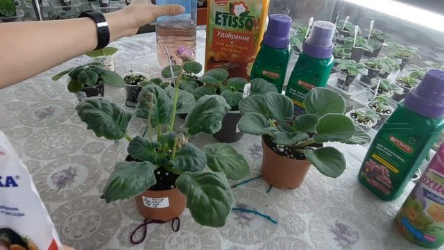 Удобрение для фиалок от листа и до цветущей Подробное видео,чем удобрять, когда подкармливать фиалк смотреть онлайн