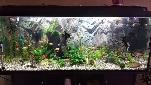 Перезапуск полтонника, новые лампы, смена дизайна аквариума смотреть онлайн