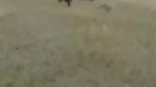 Сезон охоты открыт! смотреть онлайн