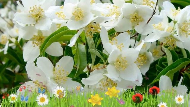 Чубушник (жасмин садовый) льюиса Ватертон ? Посадка. крупномеры чубушника (жасмина садового) смотреть онлайн