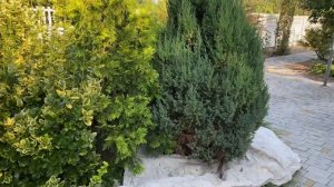 НАУЧУ как вырастить МОЖЖЕВЕЛЬНИК в саду. можжевельник китайский СТРИКТА