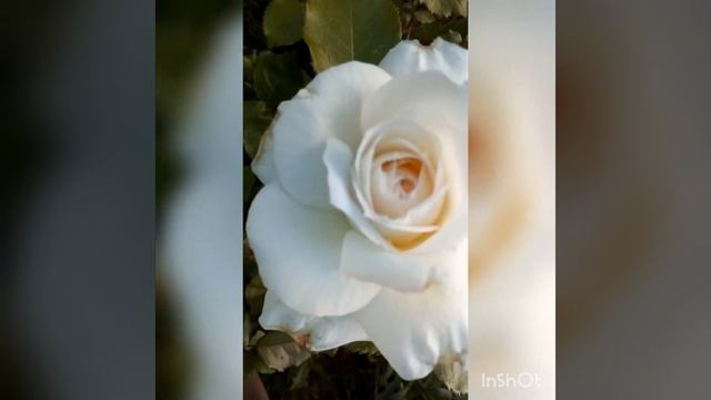 Роза Чайковский смотреть онлайн