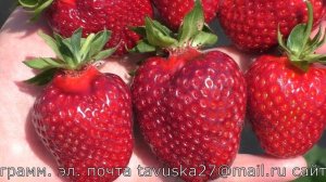 СВИТ ЭНН ремонтантный сорт клубники