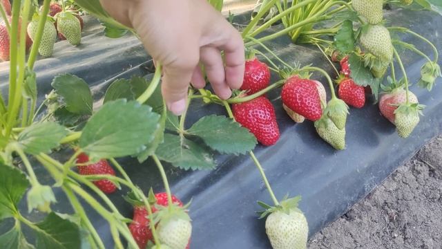 клубника Альба. Первый сбор в открытом грунте. смотреть онлайн