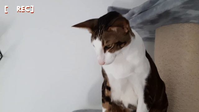 Ориентальный кот: ИНТЕРВЬЮ😁🎤| Oriental Cat 's INTERVIEW (ASMR)| Orientalischer Kater wird interview смотреть онлайн