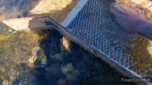 Добыча золота, намываем золото, золотой прииск