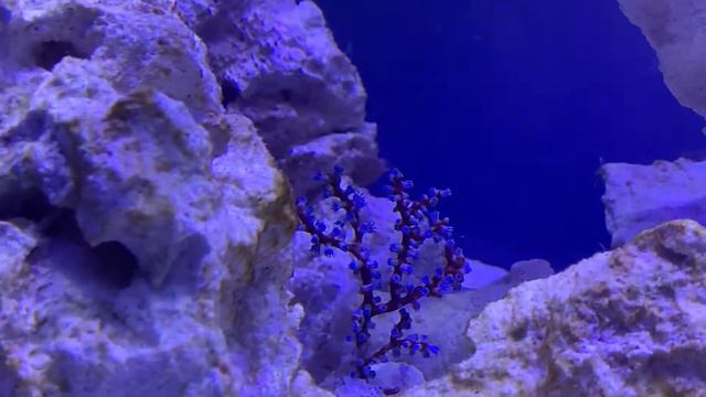 Shrimp for Reef Tank! смотреть онлайн