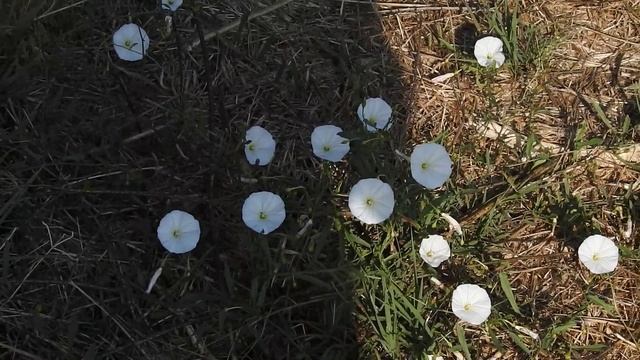 Convolvulus arvensis (field bindweed) смотреть онлайн