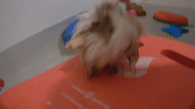 Морская свинка умеет плавать! Это потрясающе! :) Swimming magic cavy! it's amazing! смотреть онлайн