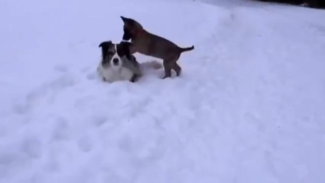 Crazy Disc смотреть онлайн