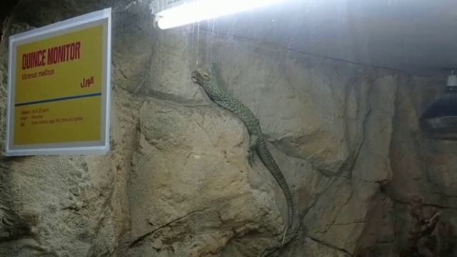 EMIRATES PARK ZOO/ AL SHAHAMA/ ABUDHABI/ ATTRACTIONS OF UAE/TOURIST DESTINATION смотреть онлайн