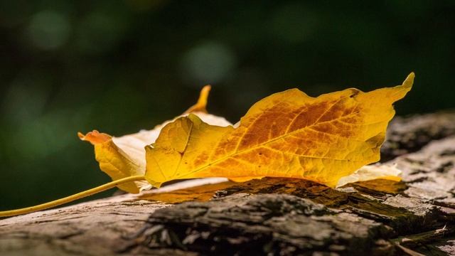 Одинокий сверчок. Автор: Анна Ковалёва. Диктор: Анатолий Шмыдко. смотреть онлайн