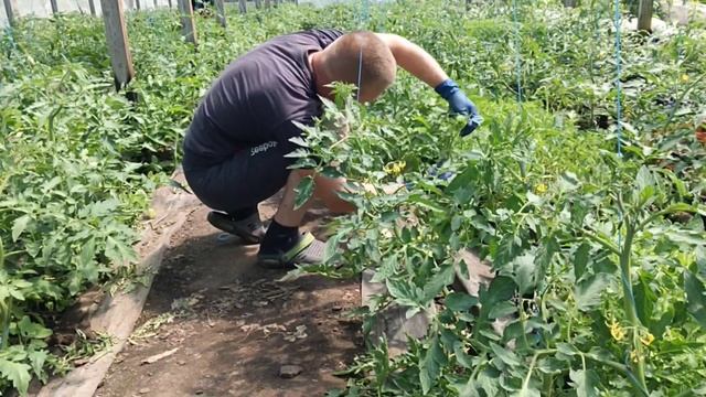 Продажа рассады упала . Обзор рынка на котором я начинал торговать. смотреть онлайн
