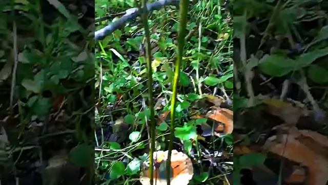 Где растут Волнушки Грибные Поляны Муж нарвался на поляну Волнушек смотреть онлайн