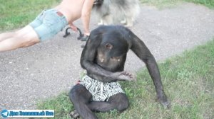 ДИКИЙ КОММЕНТ про ИЗБИЕНИЕ ОБЕЗЬЯНЫ! О садистах, дрессировщиках и тренировках с шимпанзе