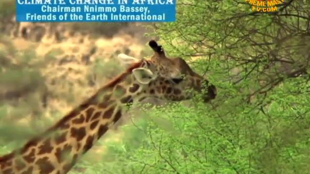 Climate Change in Africa: Nnimmo Bassey, Friends of the Earth International смотреть онлайн