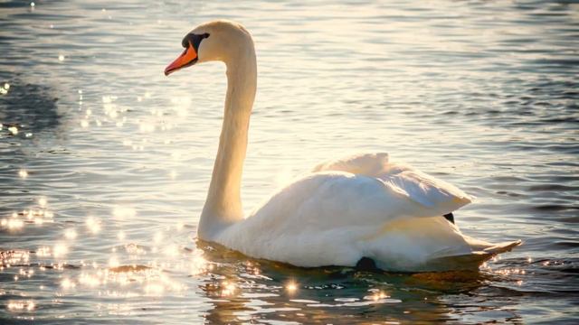 Saint-Saens : The Swan ( Le Cygne ) - Carnival of the Animals смотреть онлайн