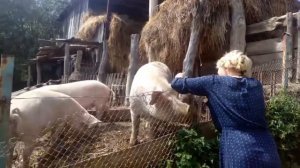 Как за минуту стать вегетарианцем…