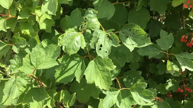 Guelder rose (Viburnum opulus) - leaves - July 2018 смотреть онлайн