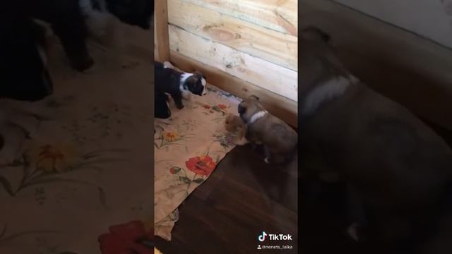 Нашим выпускникам породы оленегонный шпиц (ненецкая оленегонная лайка) 1 месяц) смотреть онлайн