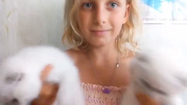 Продажа плюшевых шотландских котят смотреть онлайн