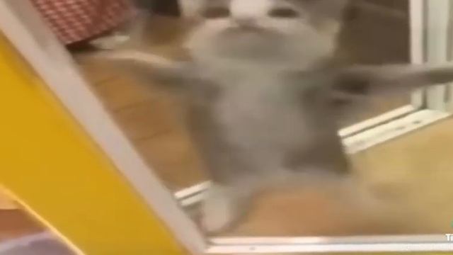 Кот флексии под шнишнап шнапи шнапи шнапи шнап#кот#флекс#коттанцует#танцы#мем смотреть онлайн