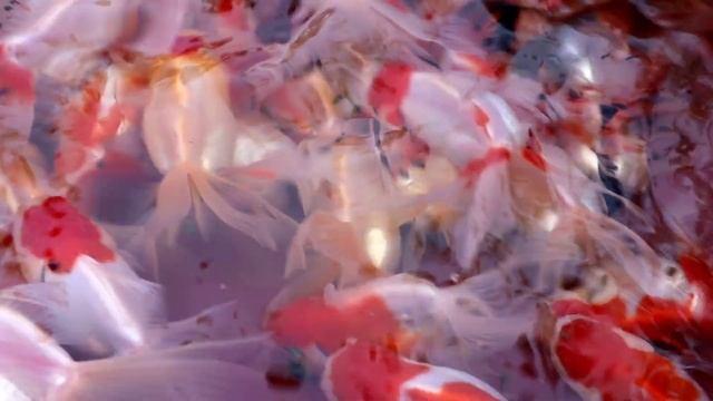 FAMOUS GOLDFISH FARM"STAR GOLDFISH " HOWRAH | IMPORTED GOLDFISH| KALIKO RANCHO, TRI-COLOR, LIONHEAD смотреть онлайн