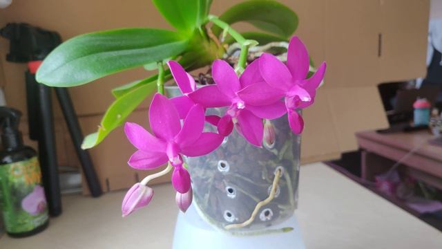 Dtps. Sapphire's Galah смотреть онлайн