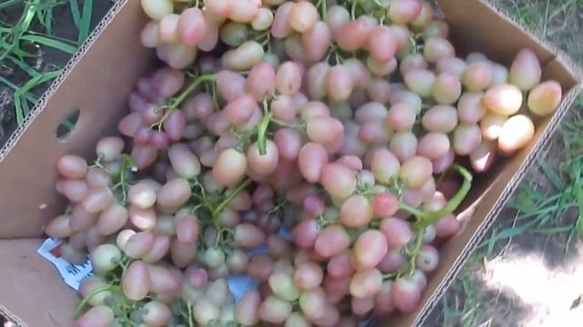 Виноград София смотреть онлайн