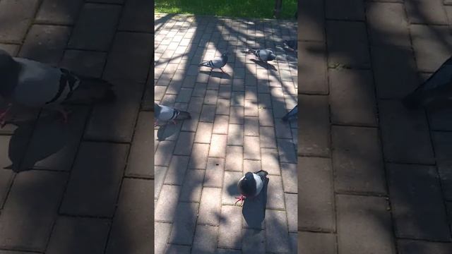 Белорусские голуби смотреть онлайн