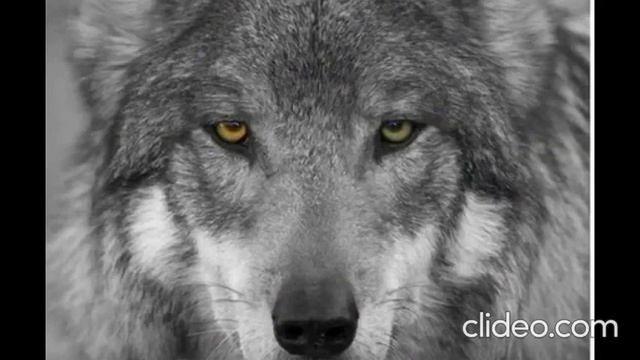 Одинокая Волчица смотреть онлайн