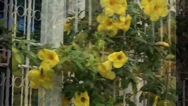 Cuidados De La Planta Copa De Oro/trompeta De Oro/Allamanda Cathartica