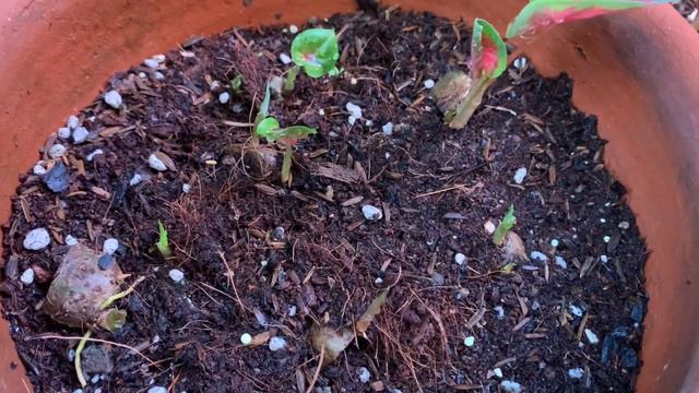 Successful Chop Chop propagation of rare Caladiums | How To Propagate Caladiums смотреть онлайн