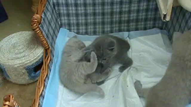 Британские котята в возрасте 1 мес. П-к Silvery Snow смотреть онлайн