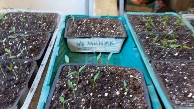 Перец острый и сладкий. Проверяю по сортам всхожесть.