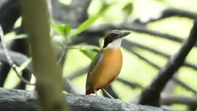 Mangrove Pitta's calling 1 by Art Toh смотреть онлайн