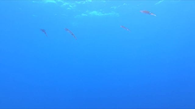 Egipt - Safaga 2019 смотреть онлайн