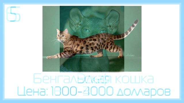 Топ 10 Самых дорогих кошек в мире! смотреть онлайн