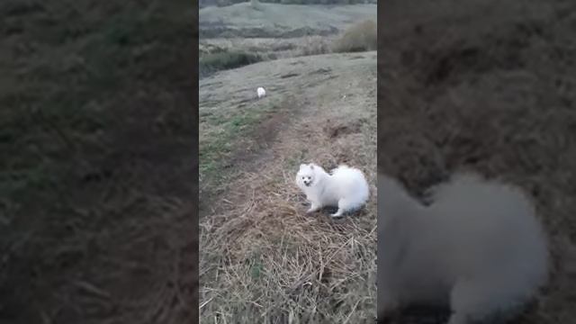 DEUTSCHER  MITTEL  SPITZ .НЕМЕЦКИЙ СРЕДНИЙ ШПИЦ.