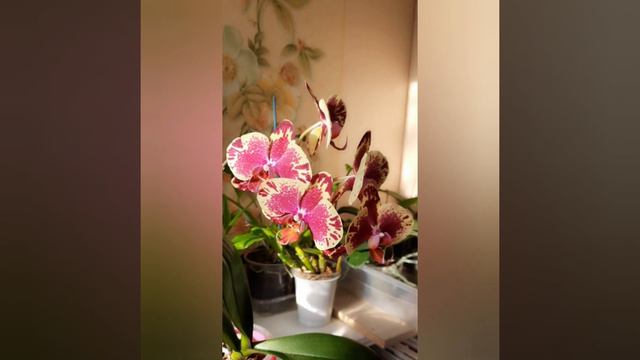 Phalenopsis MBL2381 NCK смотреть онлайн