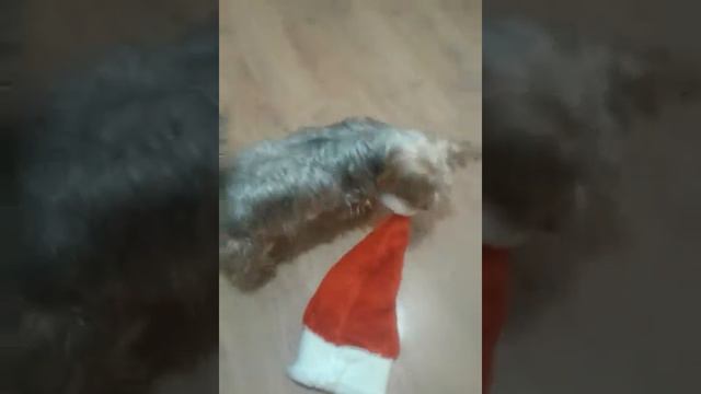 Собака с шапкой смотреть онлайн