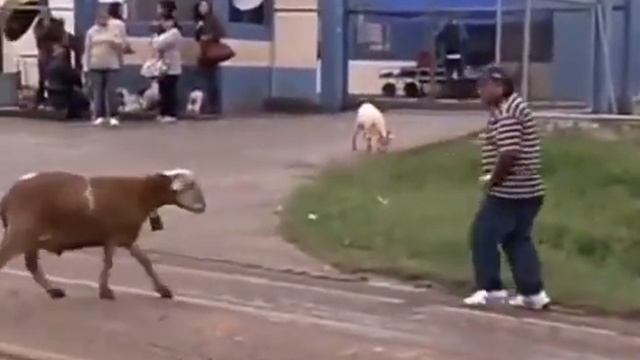Sheep fighter смотреть онлайн