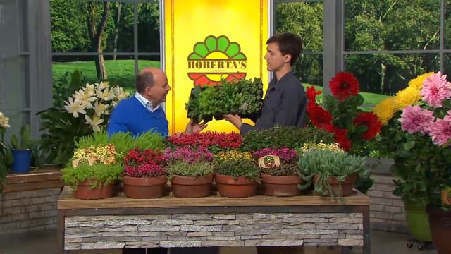 Roberta's 18pc. Color Blast Color Last Water Me Not Stonecrop with Dan Wheeler смотреть онлайн