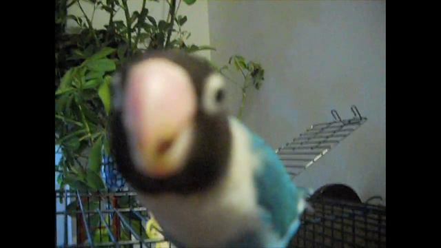Black masked and Fischer birds! Talking lovebirds смотреть онлайн