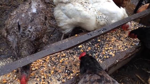 Что Сделать Чтобы Куры Неслись Хорошо смотреть онлайн